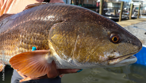 Redfish