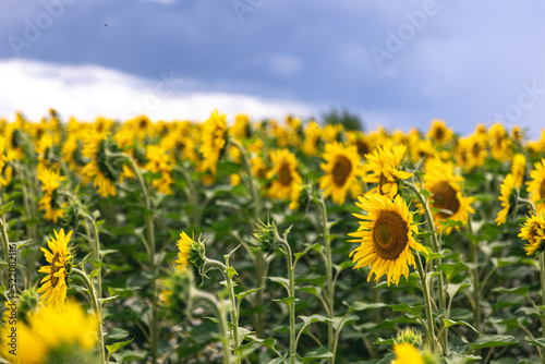 Field with many blooming sunflowers  summer concept.