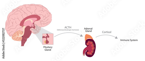Human body response to stress. Cortisol production