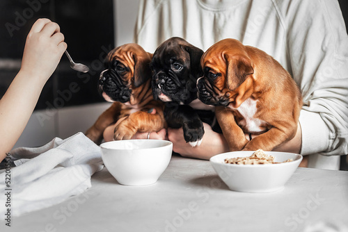 Feeding small puppies at home