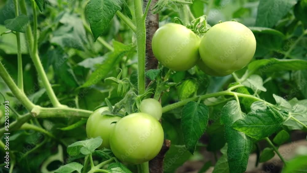Fresh green unripe tomato in garden. Close-up view of tomato plant with juicy tomatoes. Homegrown healthy food in the garden. Gardening on a farm, control and examining harvesting of organic