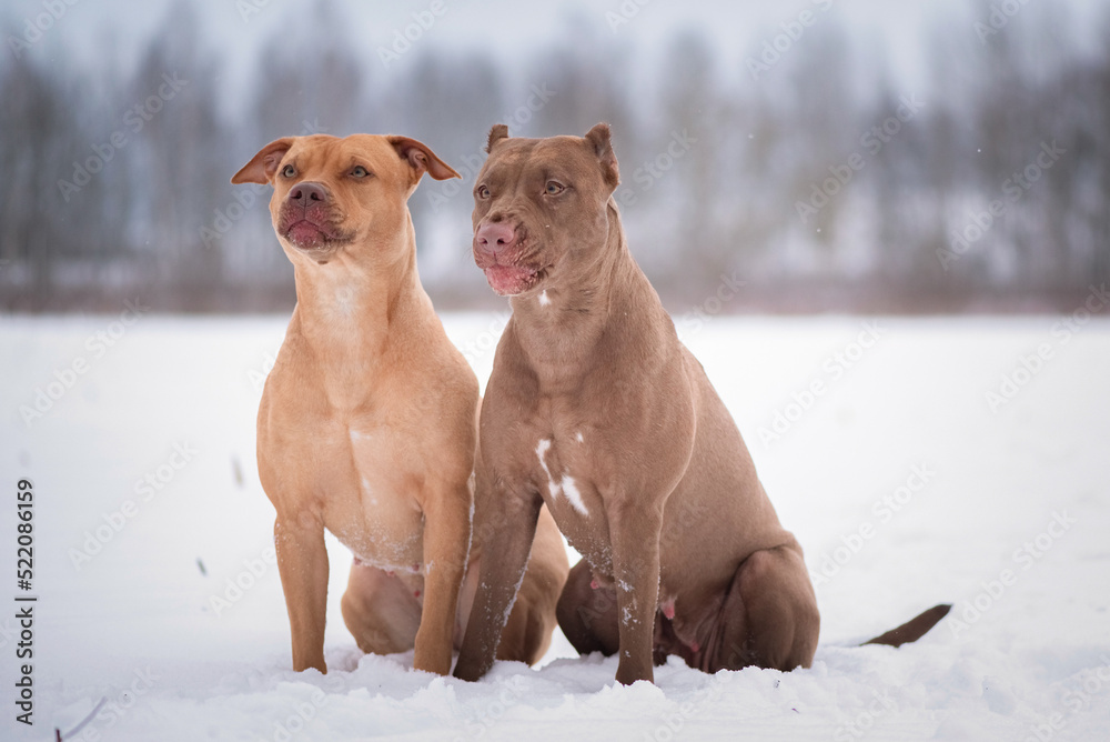 Purebred American Pit Bull Terrier outdoors on a cloudy winter day. Purebred American Pit Bull Terrier outdoors on a cloudy winter day.