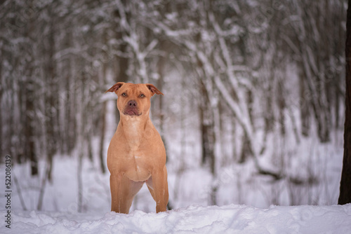 Purebred American Pit Bull Terrier outdoors on a cloudy winter day. © shymar27
