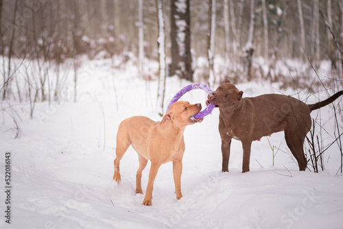 Purebred American Pit Bull Terrier outdoors on a cloudy winter day.