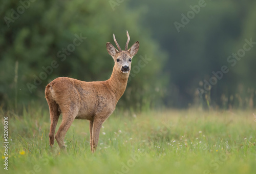 Roe deer male   Capreolus capreolus  