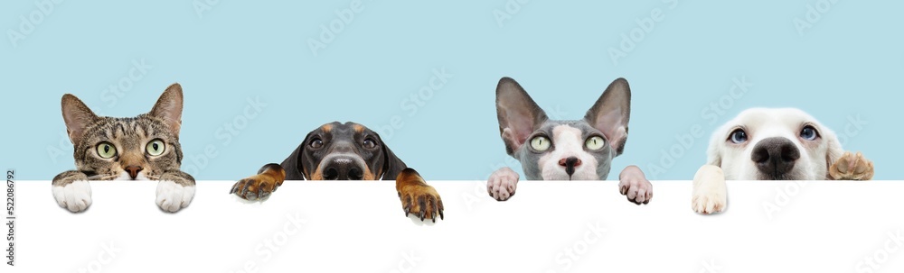 Banner four pets, hanging its paws hanging in a blank in a row. Isolated on blue pastel background.
