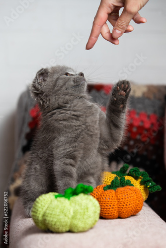The cat sits near two pumpkins, raised its foot uphill