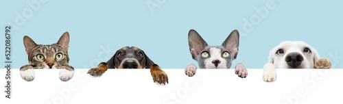 Fototapeta Naklejka Na Ścianę i Meble -  Banner four pets, hanging its paws hanging in a blank in a row. Isolated on blue pastel background.