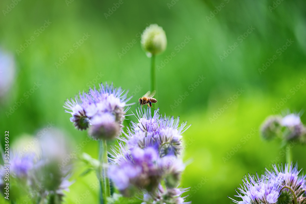 Bee and flower phacelia. Close up flying bee collecting pollen from phacelia on a sunny day on a green background. Phacelia tanacetifolia (lacy). Summer and spring backgrounds Bee and flower phacelia. Close up flying bee collecting pollen from phacelia on a sunny day on a green background. Phacelia tanacetifolia (lacy). Summer and spring backgrounds