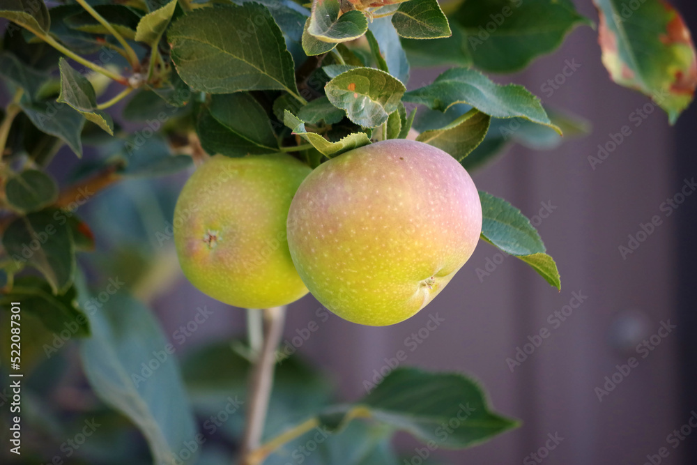 Close-up view of fresh apples still on a tree