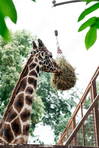 Photography A large Giraffe eating dry hay from a feeder in a park