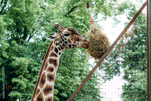 Canvas Print A large Giraffe eating dry hay from a feeder in a park