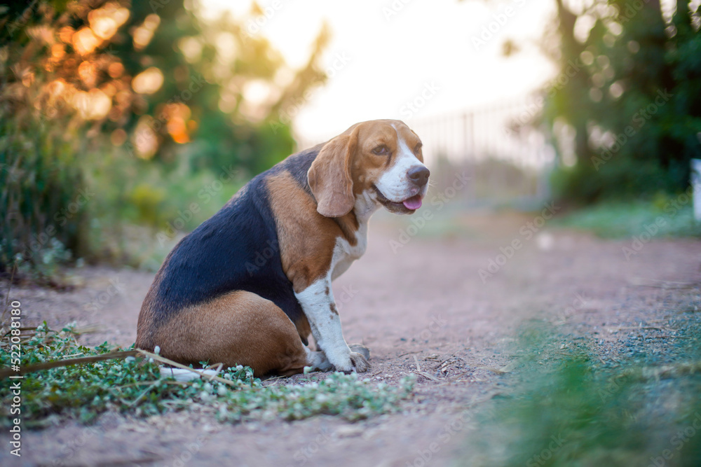 Portrait of a cute beagle dog sitting on the green grass.