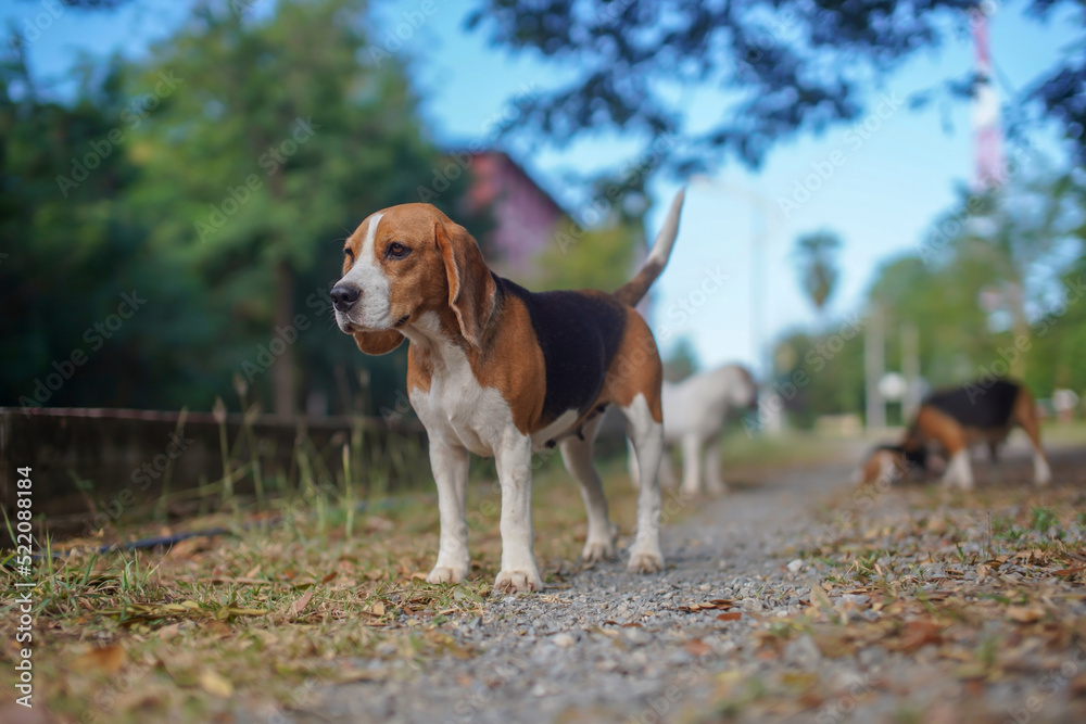 A cute beagle dog standing on the path in along the road in the park.