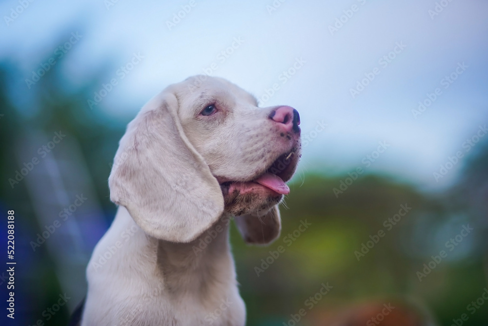 Portrait of a cute white hair beagle dog outdoor.