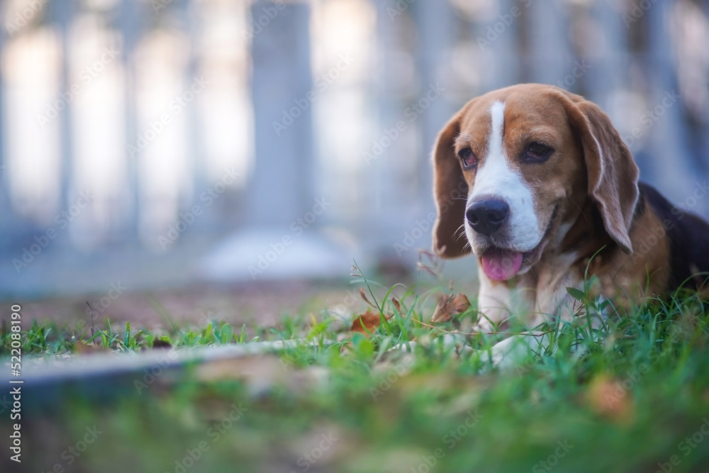 A cute beagle dog sitting on the grass ,sunlight bokeh background.