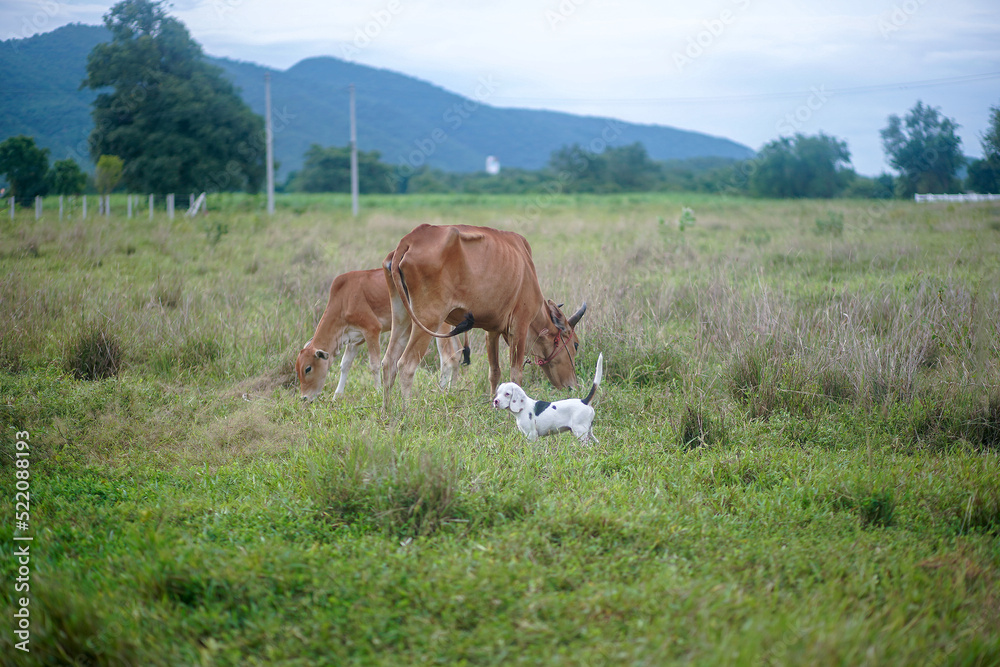 A cute white hair beagle dog playing with cows outdoors on the grass field.