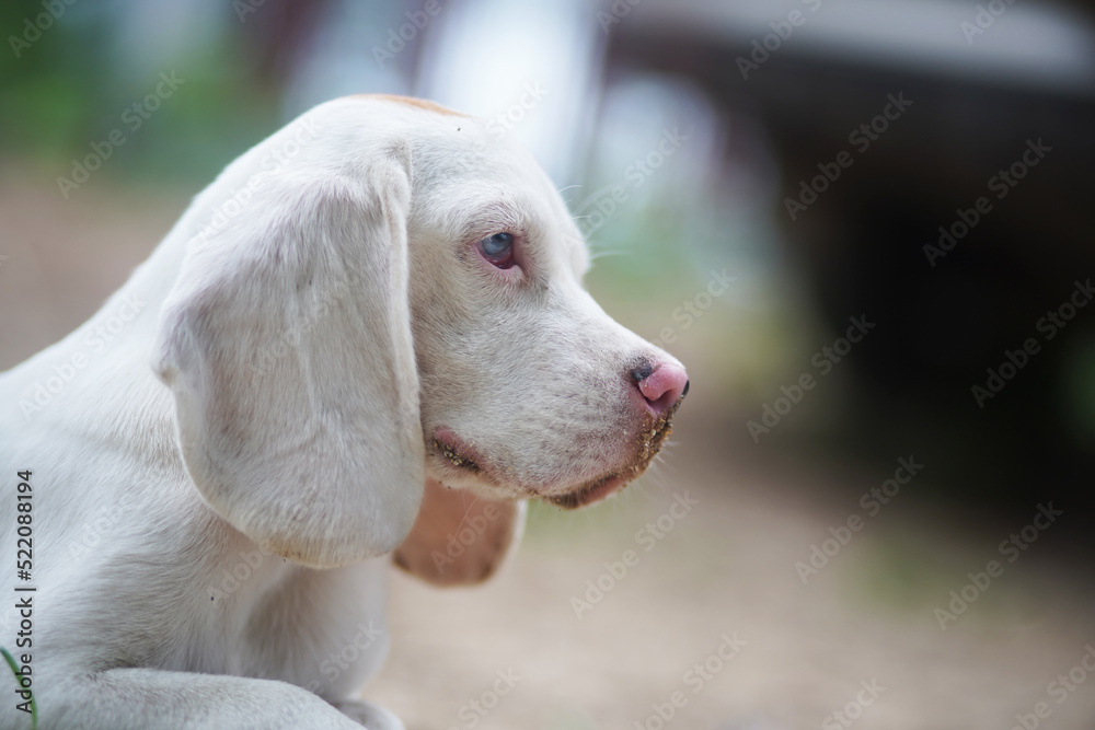 An adorable white hair beagle puppy plays on the sand outdoor. An adorable white hair beagle puppy plays on the sand outdoor.