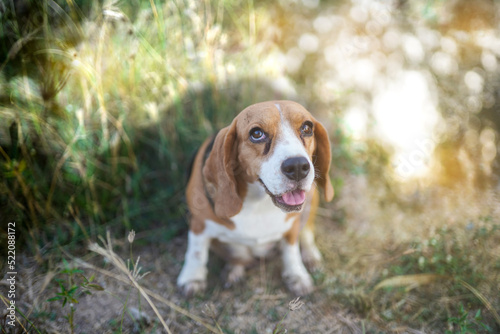Portrait of an adorable beagle dog sit on the grass outdoor.