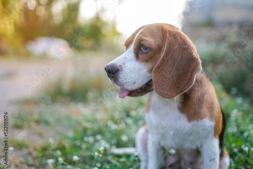 A cute beagle dog is relaxing on the wild flower field outdoor. © kobkik