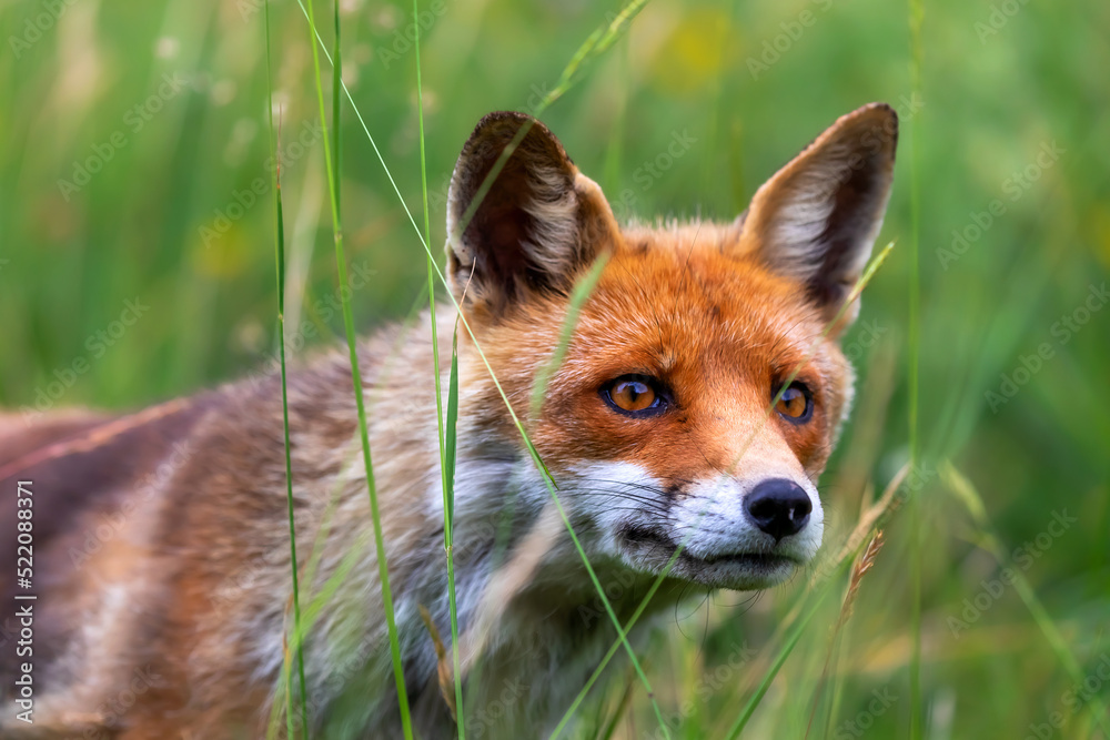 Red fox in the meadow