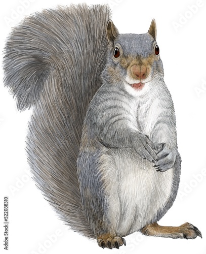 grey squirrel on a white background photo