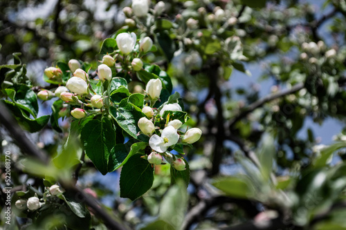 Spring apple tree in bloom. A branch with incompletely opened buds of white flowers in the foreground, in the fo cus. In the background - apple trees in bloom and blue sky, bokeh. Landscape, postcard photo