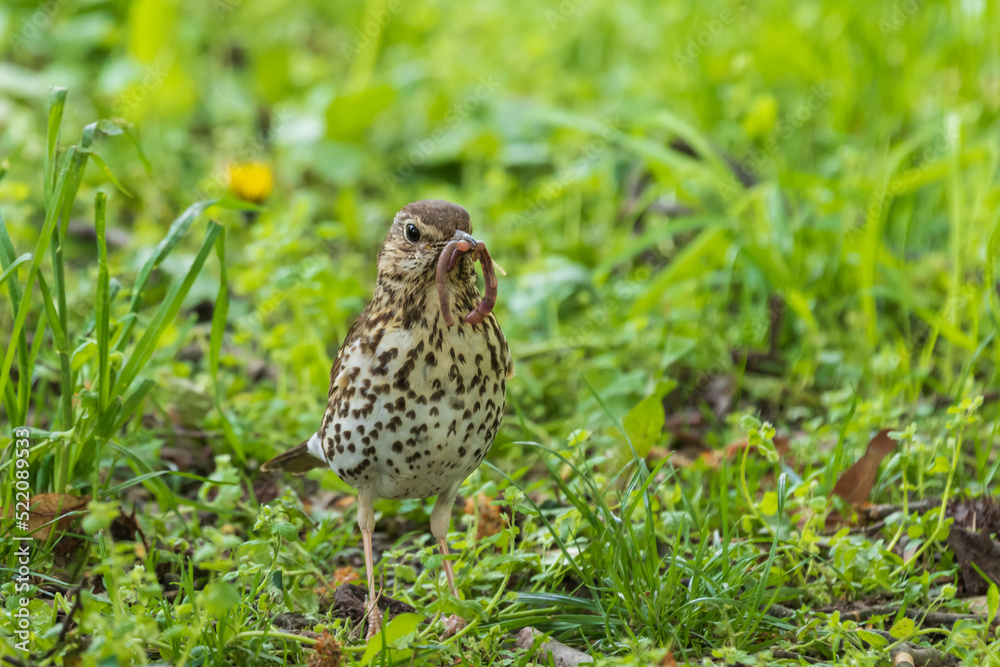 A young female blackbird is on the ground looking around. A young female blackbird is on the ground looking around.