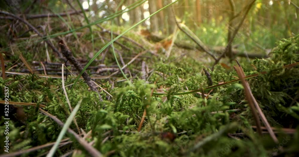 forest fauna and flora. sliding above fresh green moss with ant in the woods. closeup forest fauna and flora. sliding above fresh green moss with ant in the woods. closeup