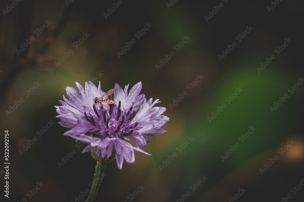 Dramatic Moody Macro Purple Garden Flower Background Dramatic Moody Macro Purple Garden Flower Background
