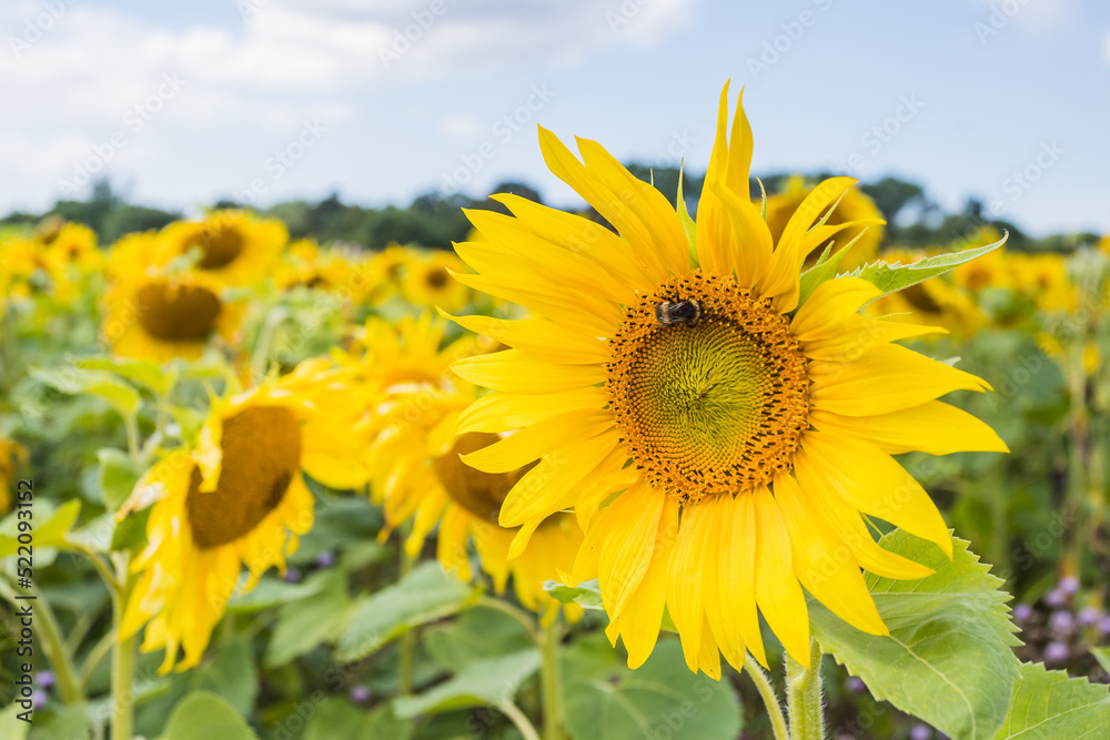 Sunflowers reaching to the sky