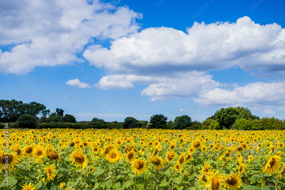 Sunflowers under a blue sky