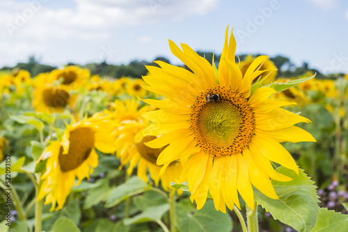 Sunflowers reaching to the sky