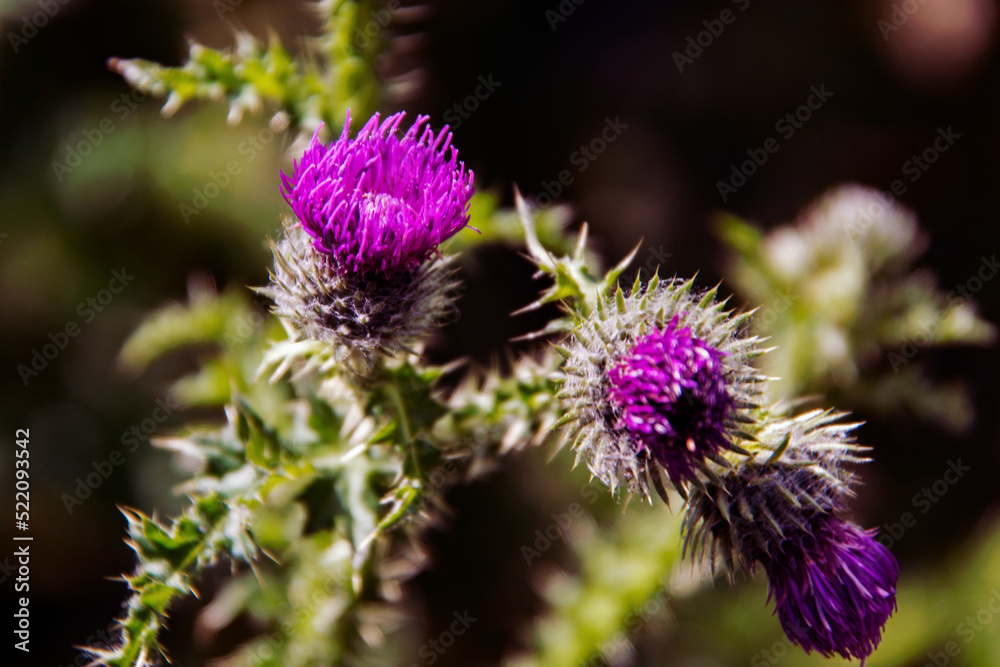 Silybum marianum is a species of thistle. It has names including milk