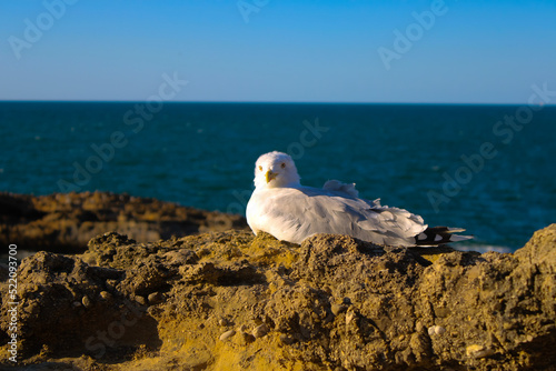 Mouette posée sur un rocher au bord de l'océan