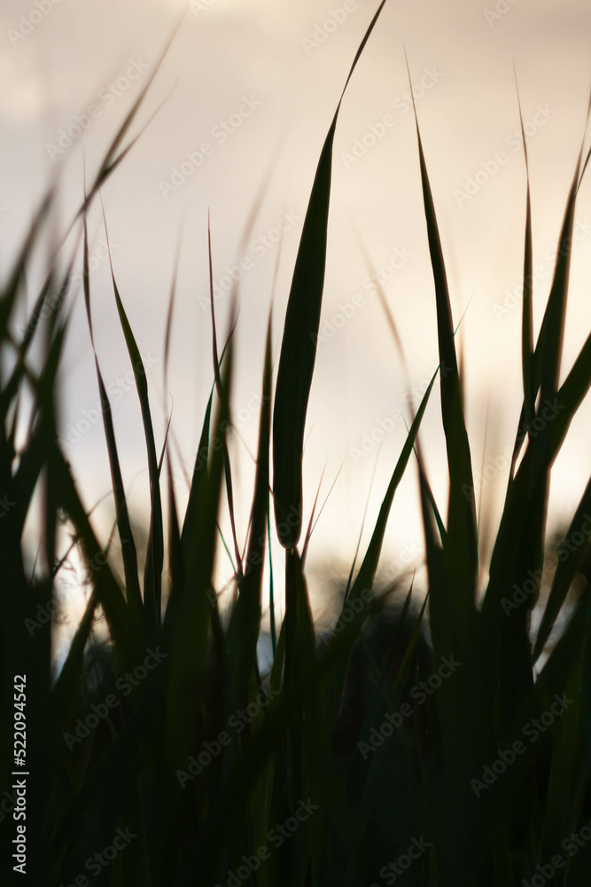 Green grass background in sunlight. Bright bokeh. Soft focus. Green grass background in sunlight. Bright bokeh. Soft focus.