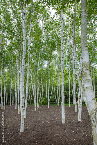 forest of birch trees  anglesey abbey  cambridge  engeland  park  uk   