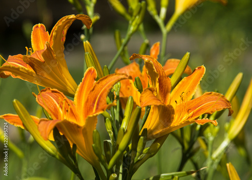 orange lily flower, orange lilies in the garden, lily flower branch close-up