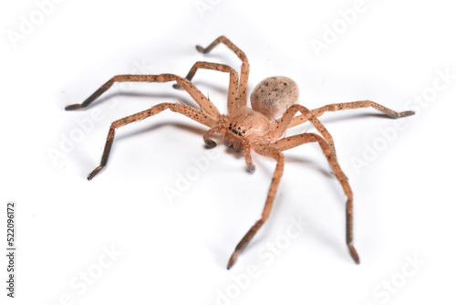 Closeup picture of a female of the brown Mediterranean huntsman spider Olios argelasius (Araneae: Sparassidae) from Italy photographed on white background.