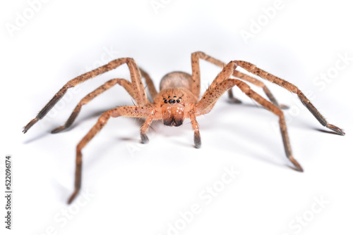 Closeup picture of a female of the brown Mediterranean huntsman spider Olios argelasius (Araneae: Sparassidae) from Italy photographed on white background. photo