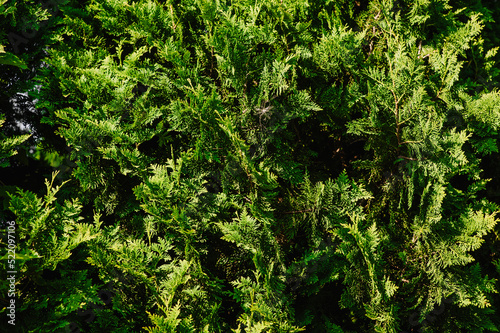 Background, texture of green cypress, arborvitae close-up. Photography of nature.