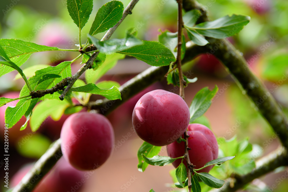beautiful dark red plums on a branch of a tree with green leaves on a cloudy summer day beautiful dark red plums on a branch of a tree with green leaves on a cloudy summer day