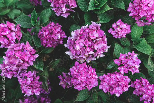 Close-up, pink flowers on a bush, natural background. © puhimec