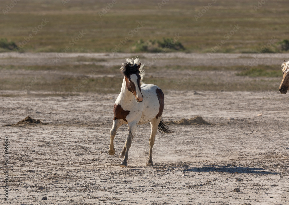 Wild Horse in Spring in the Utha Desert Wild Horse in Spring in the Utha Desert