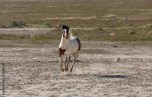 Wild Horse in Spring in the Utha Desert