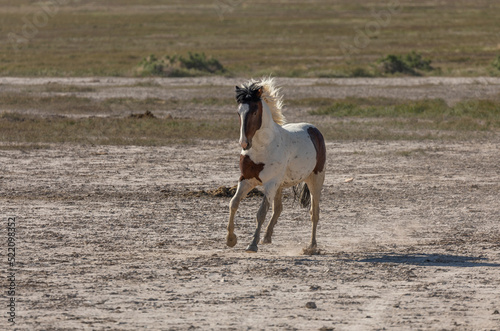 Fototapeta Naklejka Na Ścianę i Meble -  Wild Horse in Spring in the Utha Desert