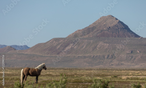 Wild Horse in Spring in the Utha Desert