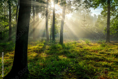 Wallpaper Mural Beautiful sunny morning in the green forest Torontodigital.ca