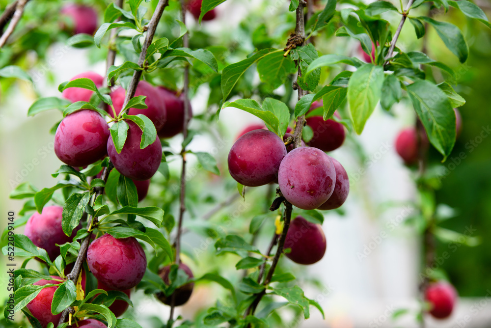 beautiful dark red plums on a branch of a tree with green leaves on a cloudy summer day beautiful dark red plums on a branch of a tree with green leaves on a cloudy summer day