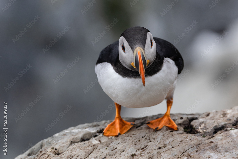 Fototapeta premium Papageientaucher auf der Vogelinsel Hornøya